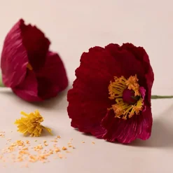 DIY Kit Crepepapir Valmuer Stræk crepe: 180% 105 g